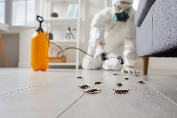 Affordable Termite Control solutions in Jackson, LA